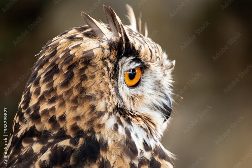 Obraz premium OWL PORTRAIT