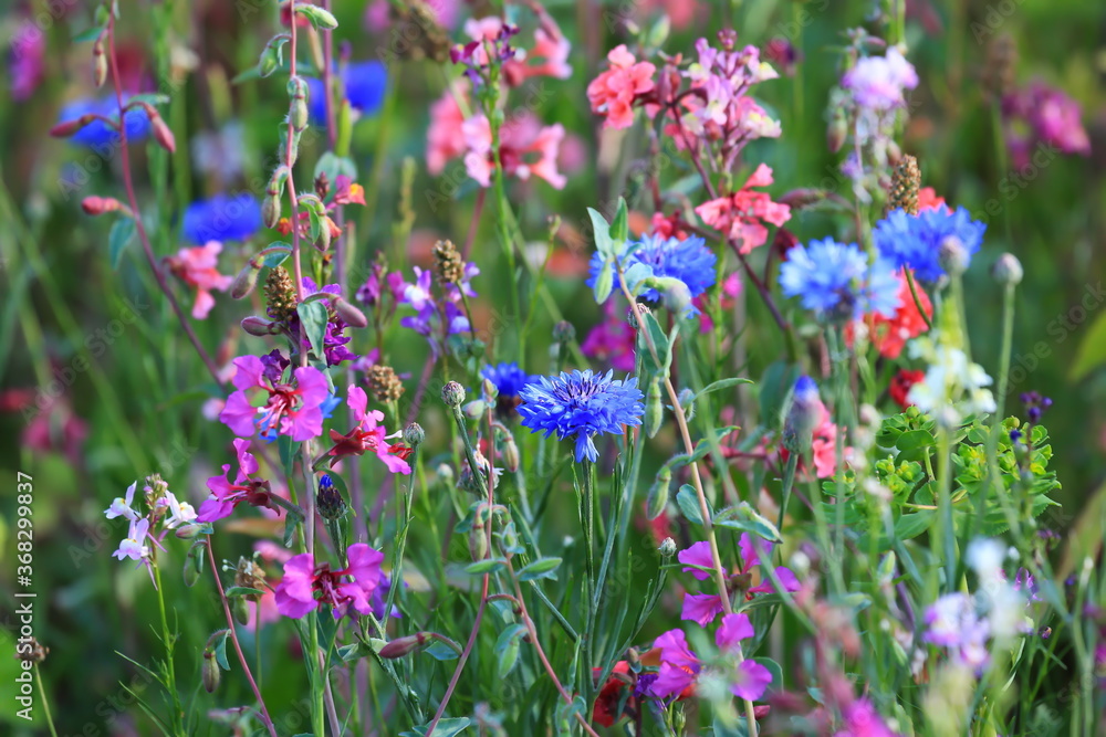 Naklejka premium Blumenwiese