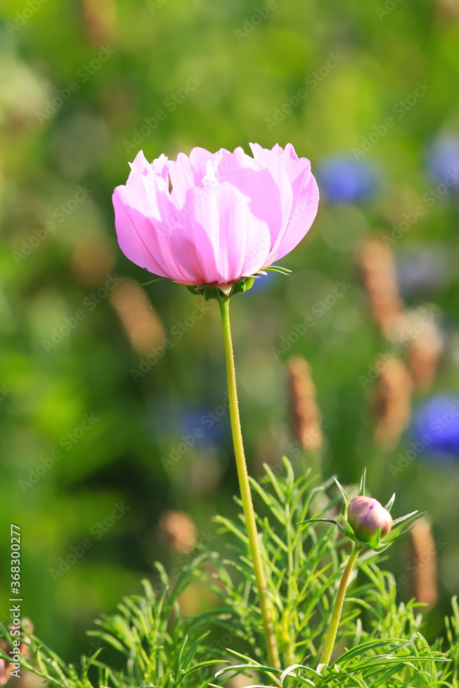 Blumenwiese Blumenwiese