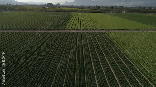 high-altitude view of a lettuce field