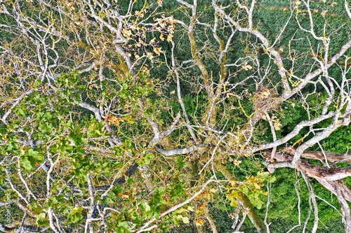 abgestorbener Baum von oben