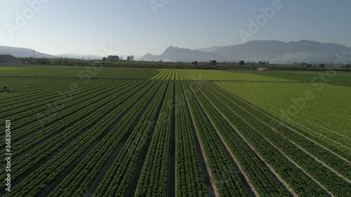lettuce field recorded in 4K by a drone