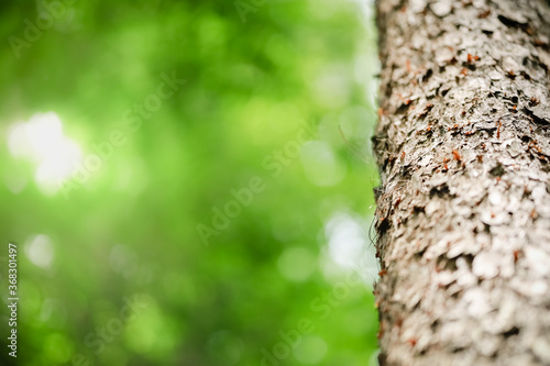 Closeup of nature texture of tree trunk on blurred greenery background in garden with copy space using as background natural green plants landscape, ecology, fresh wallpaper concept.