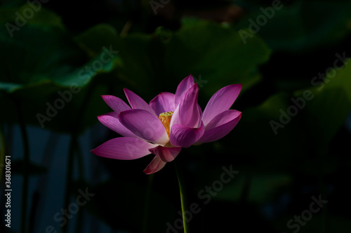 pink lotus flower