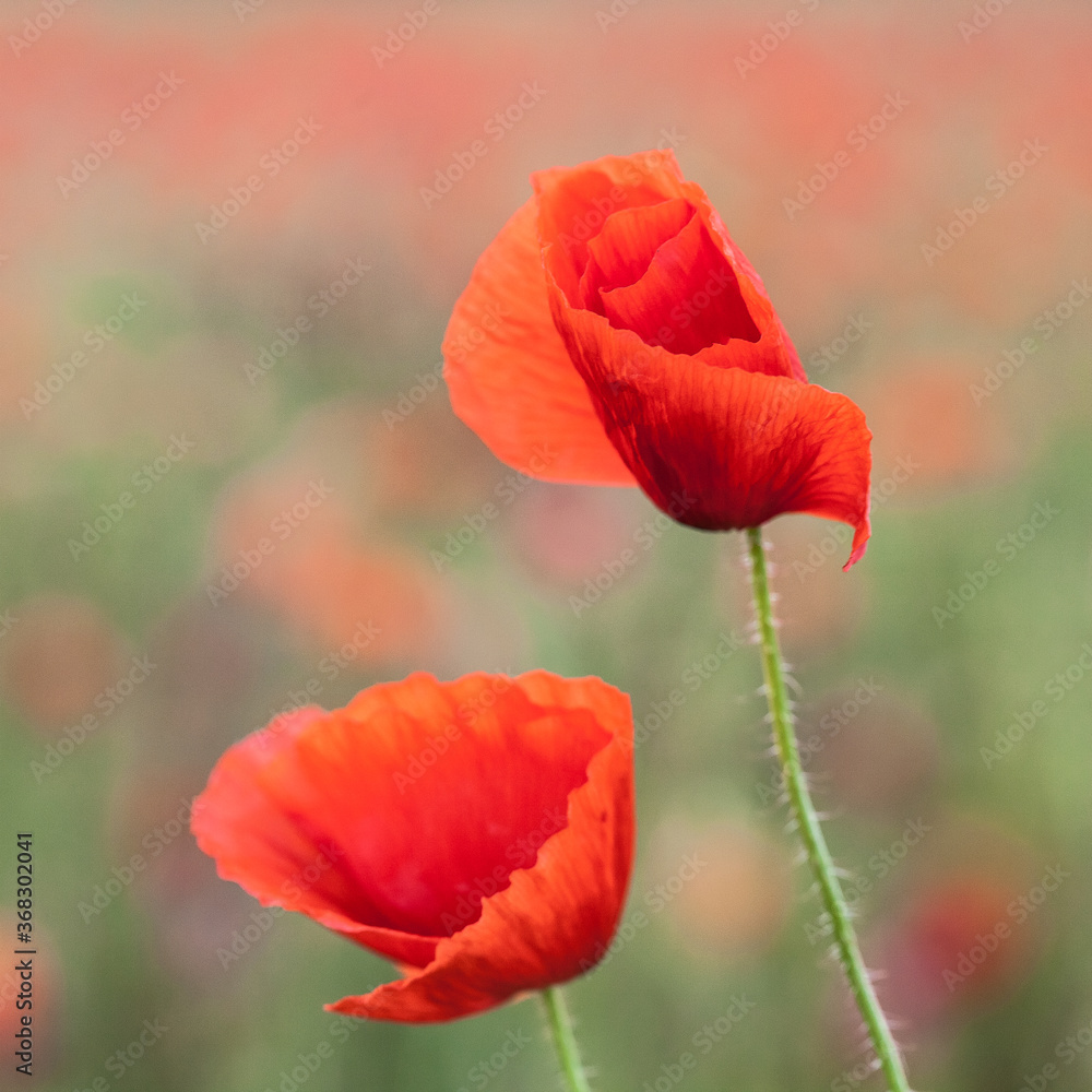 Obraz premium Couple de coquelicots des champs