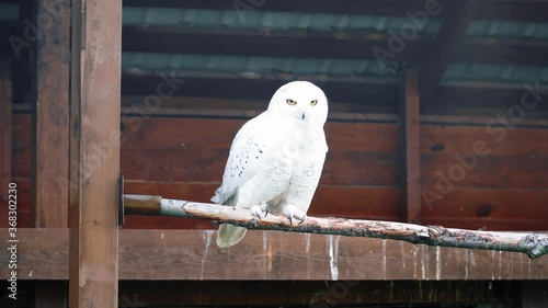 Snowy Snowy Owl, Bubo Scandiacus, Nyctea Scandiaca. An owl fly and sits on a branch near the house and looks at the camera photo