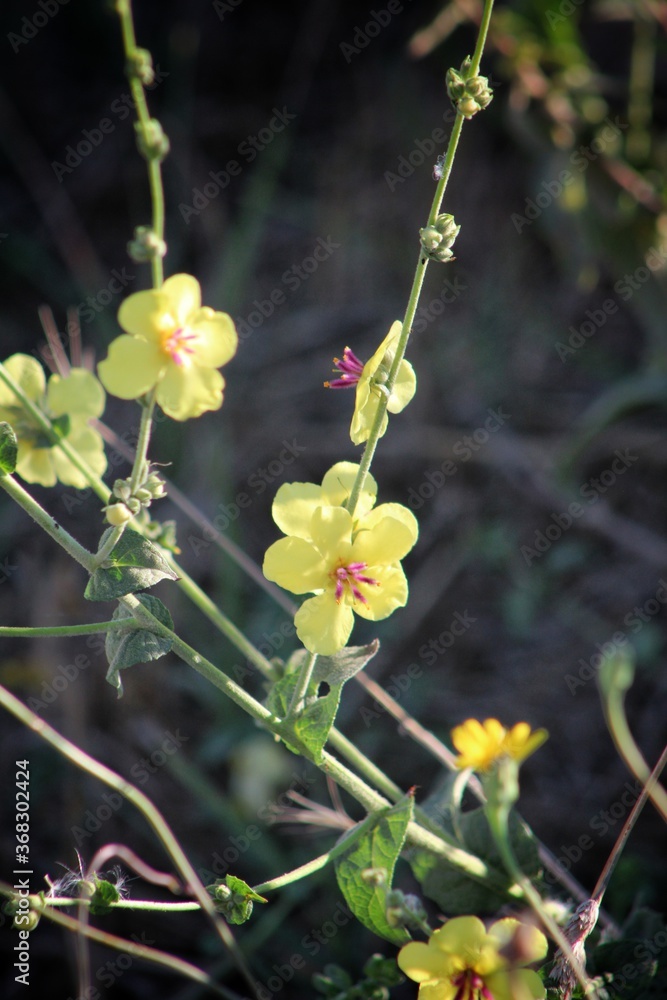 Yellow flowers of Mullein. Mullein (Verbascum) in a natural environment of growth. Wild herbs Verbascum thapsus (Common Mullein) yellow flowers on the meadow. Yellow flowers of Mullein. Mullein (Verbascum) in a natural environment of growth. Wild herbs Verbascum thapsus (Common Mullein) yellow flowers on the meadow.