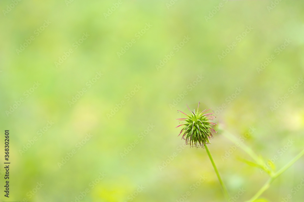 Wild bur with defocused grass on the glade. Nature background