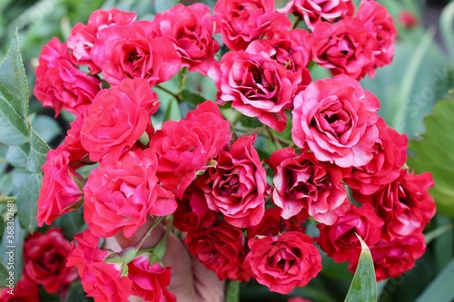 Beautiful coral scarlet wild roses  A close up of a flower. 