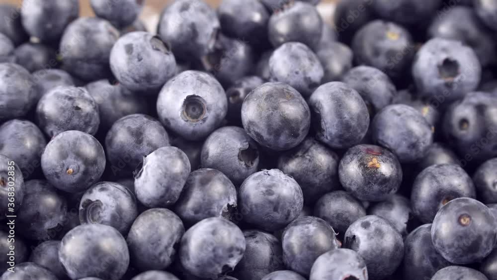 Blueberry background. Filling the screen with a large ripe blueberries. Macro trucking shot. Close up of blueberries. Top view. Slowly panning across fresh Blueberries. Blueberry background. Filling the screen with a large ripe blueberries. Macro trucking shot. Close up of blueberries. Top view. Slowly panning across fresh Blueberries.