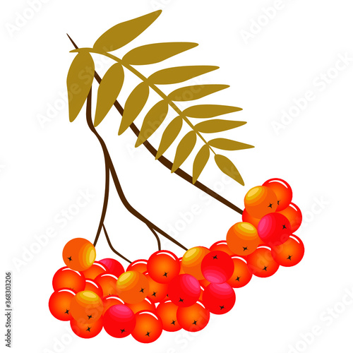 Ripe rowan with leaves on a white background. Vector illustration.