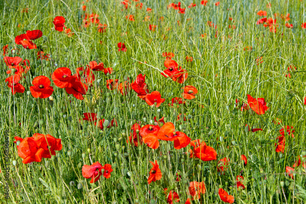 Fototapeta premium champs de coquelicot