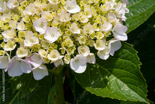 Hydrangea flower outdoors  garden with natural light in Guatemala  natural ornament.