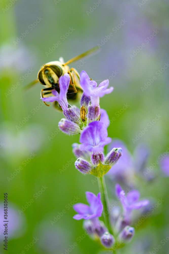 beautiful fragrant lavender flowers on the green plain where insects fly beautiful fragrant lavender flowers on the green plain where insects fly