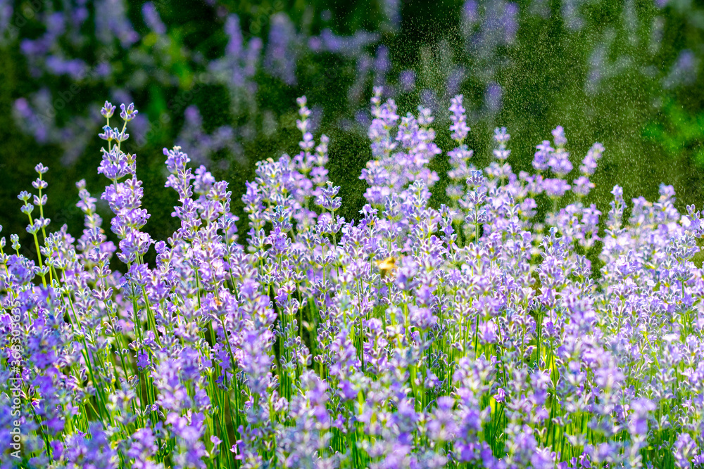 Obraz premium beautiful fragrant lavender flowers on the green plain where insects fly