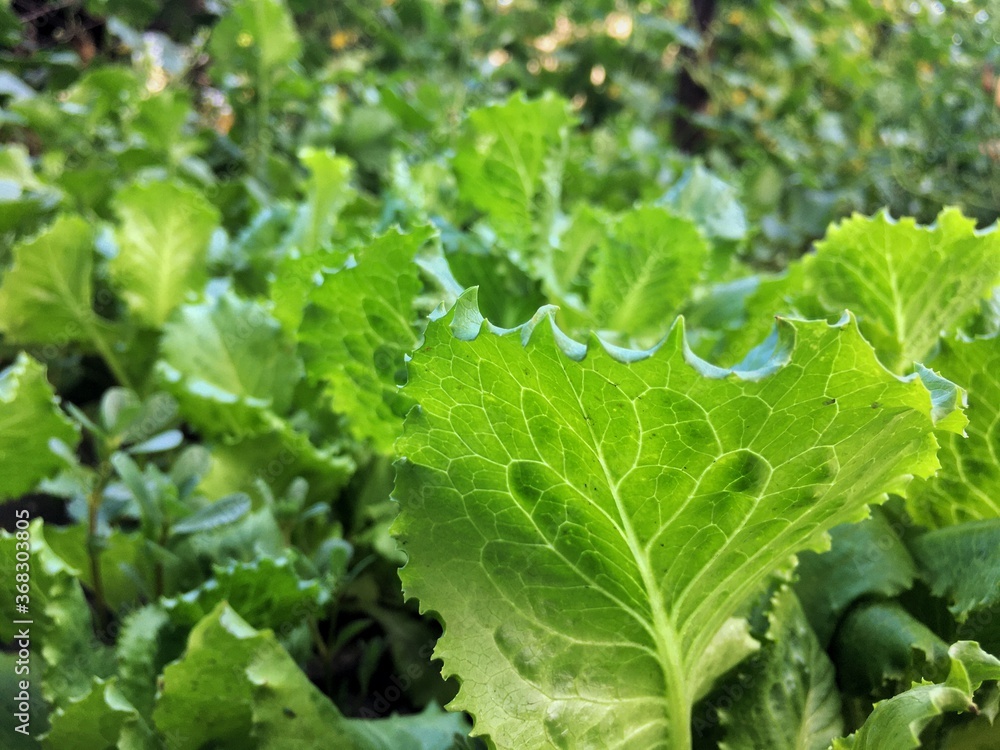 The appearance of the first salad in our garden The appearance of the first salad in our garden
