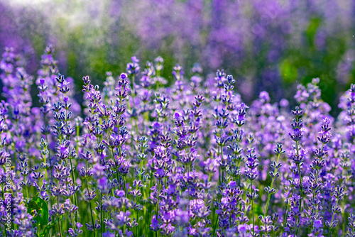 beautiful fragrant lavender flowers on the green plain where insects fly