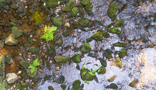Natural Fern green Rocks pattern and 
fresh spring water river flow 