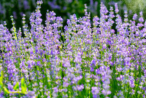 beautiful fragrant lavender flowers on the green plain where insects fly