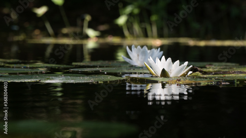 white water lily reflected in the river