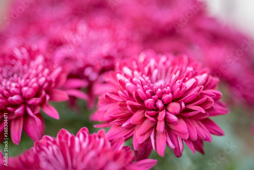 Close up of brilliant magenta flowers.