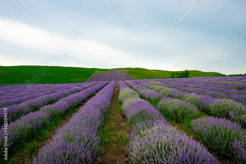 beautiful fragrant lavender flowers on the green plain where insects fly