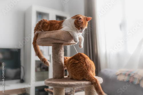 Gato blanco y marron acostado en la cima de una torre rascador, mira a un gato marron  que está debajo photo