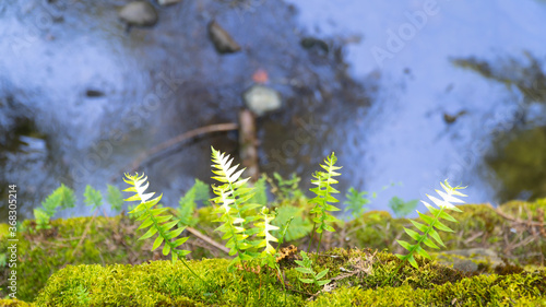 Natural green Fern pattern and river flow background 