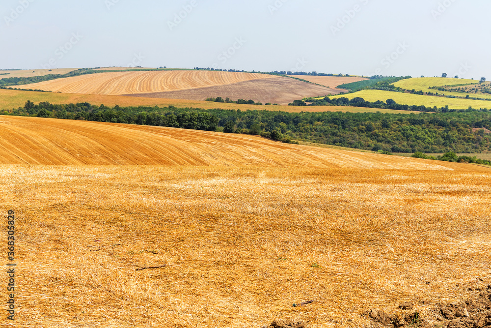mown field on a bright autumn day. Collect grain harvest. Farming, idyll landscape background