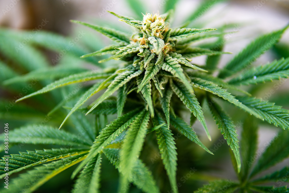 Planta de hierba (marijuana) en etapa de floración Planta de hierba (marijuana) en etapa de floración