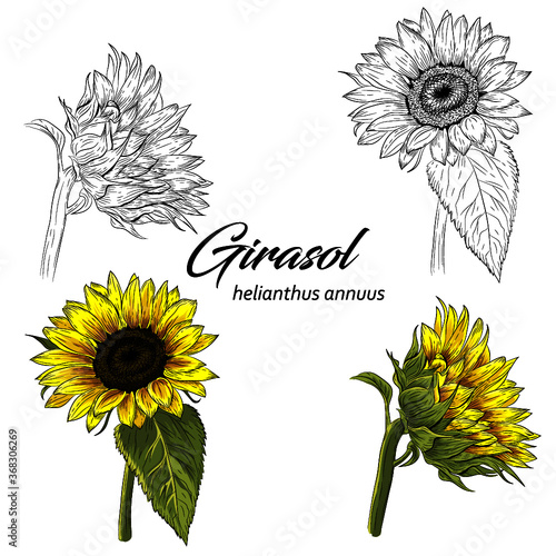 Girasol 