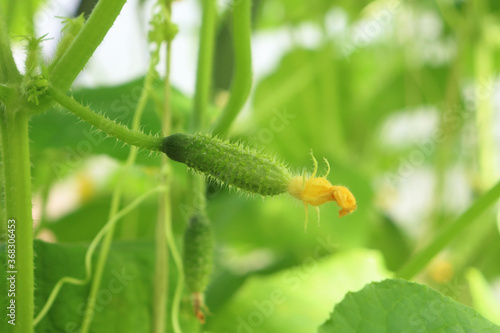 cucumber on a branch in the greenhouse