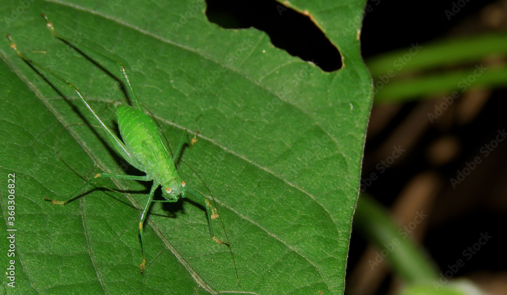 acyrthosiphon pisum on the green leaf. acyrthosiphon pisum on the green leaf.
