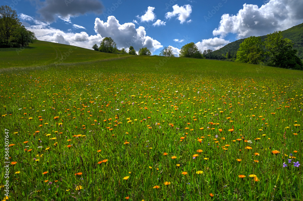 Spring meadow full of flowers. Meadow full of colorful flowers with dark blue sky and clouds.