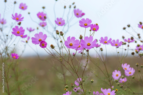 Lots of pink cosmos flowers against the sky