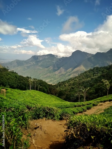 Beautiful landscape of tea plantation in the Indian state of Kerala with selective focus. landscape of the city, Munnar with its tea planatation, valley and Nilgiri mountain ranges. photo