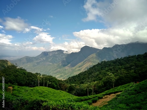 Beautiful landscape of tea plantation in the Indian state of Kerala with selective focus. landscape of the city  Munnar with its tea planatation  valley and Nilgiri mountain ranges.