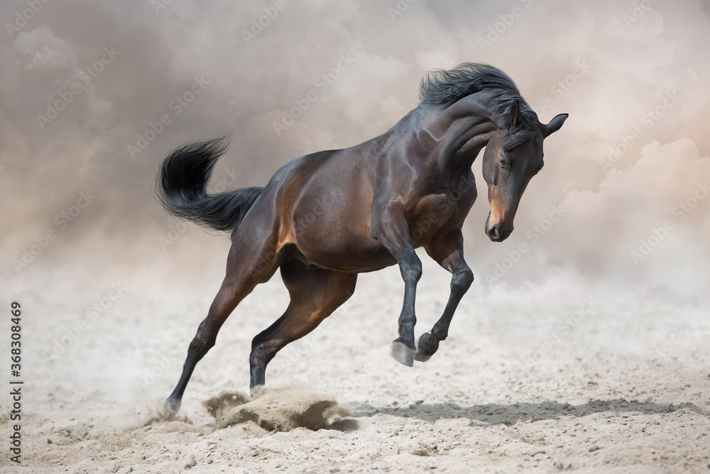 Obraz premium Bay stallion with long mane run fast against dramatic sky in dust