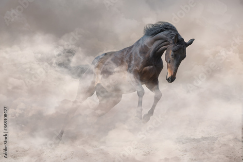 Bay stallion with long mane run fast against dramatic sky in dust