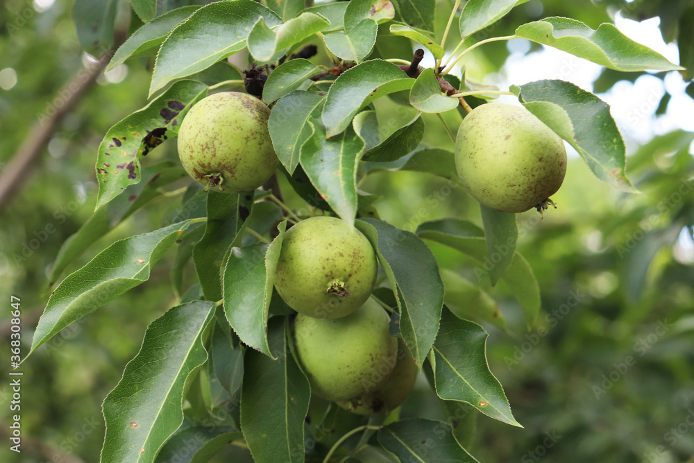 harvest of green pears on a branch in the garden harvest of green pears on a branch in the garden