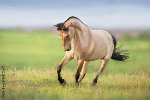 Buckskin Horse run gallop on spring green meadow