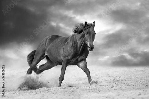 Bay stallion with long mane run fast against dramatic sky in dust. Black and white