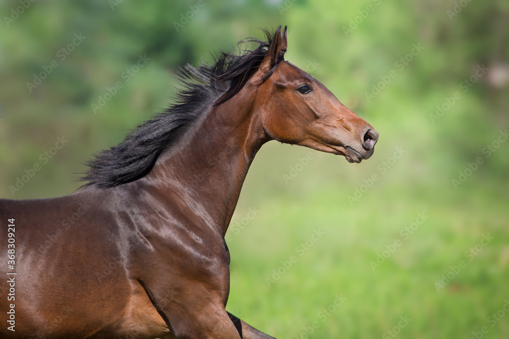 Fototapeta premium Bayhorse free run close up portrait