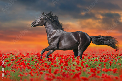 Black horse free run gallop in red poppy flowers