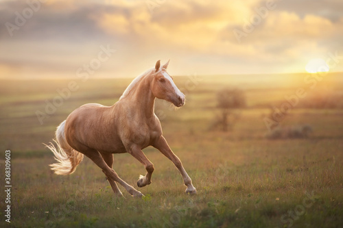 Palomino horse run gallop in meadow at sunset light photo