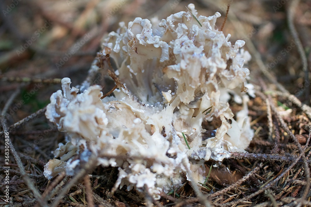Wunderschöner weisser Pilz in Nahaufnahme Wunderschöner weisser Pilz in Nahaufnahme