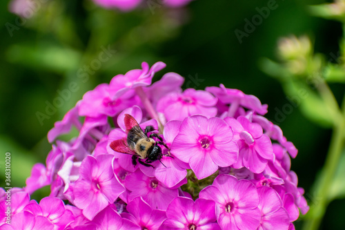 Pink Flowers With Bee on them