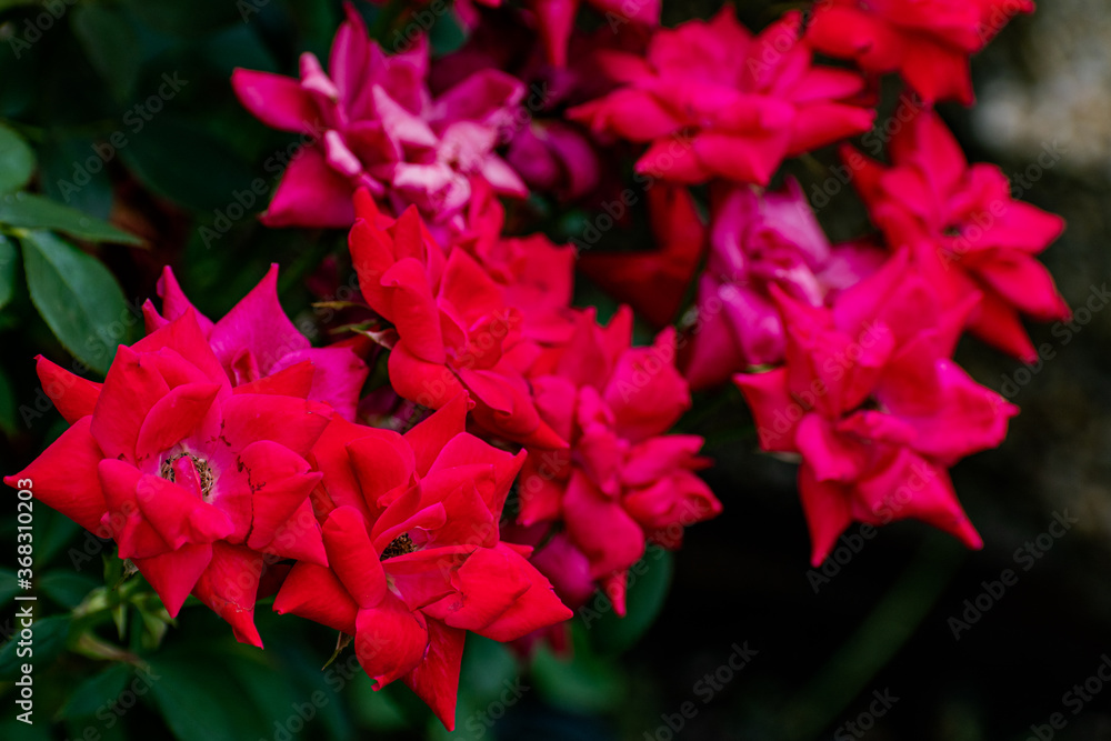 Reddish Pink Flowers