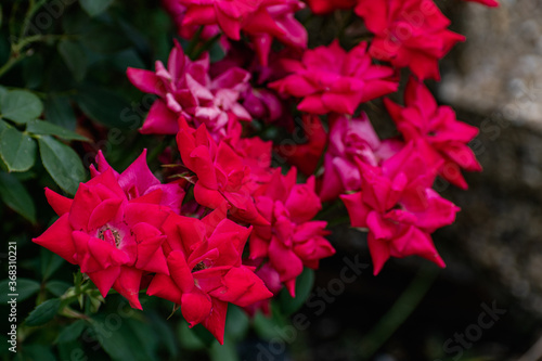 Reddish Pink Flowers