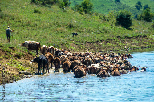 a herd of cows in the lake water in Bezid village Romania 30.jul.2020 photo